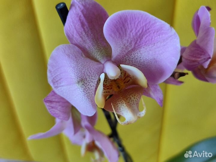 Орхидея фаленопсис