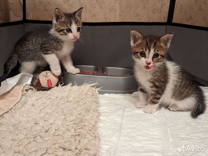 Котята 1 месяц очень нужен дом