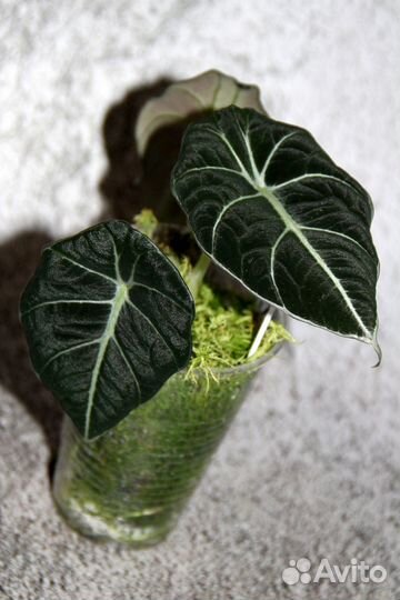 Алоказии 5 сортов