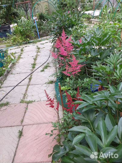 Астильба серебристо-розовая махровая