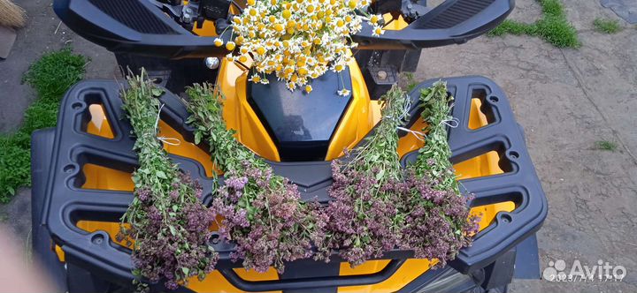 Трава душица, зверобой, тысячелистник