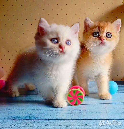 Золотые шотландские котята