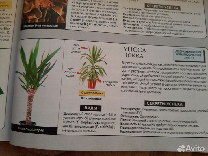 Пальма юкка