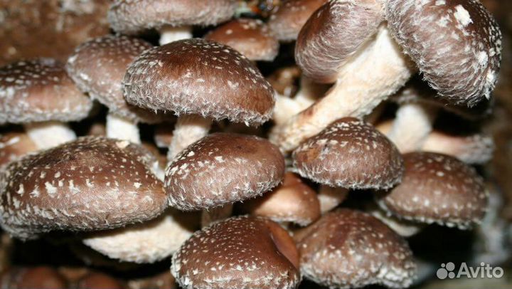 Мицелий зерновой (семена) гриба шиитаке