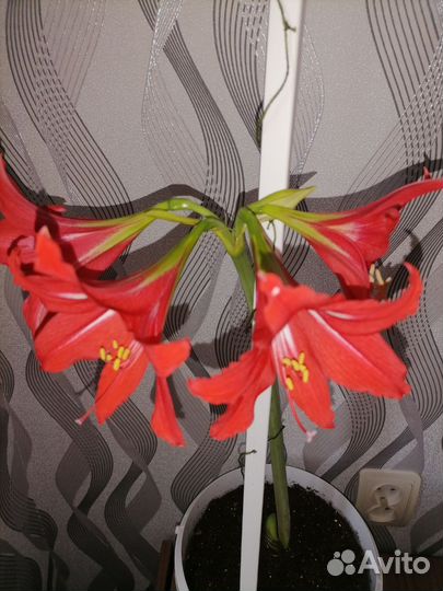 Комнатные цветы