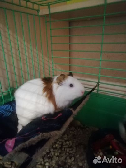 Морская свинка девочка