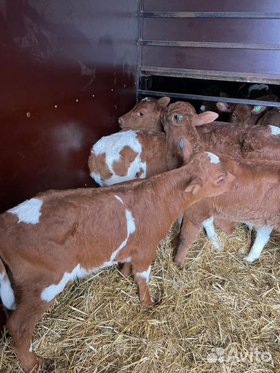 Ч Телята Симменталы и др