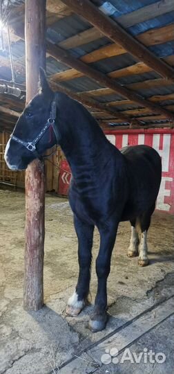 Жеребец