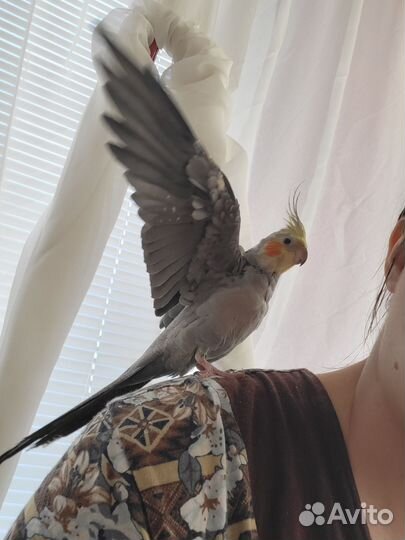 Попугай корелла