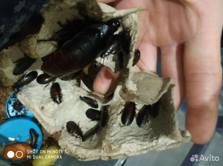 Мадагаскарский шипящий таракан