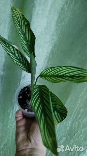 Комнатные растения