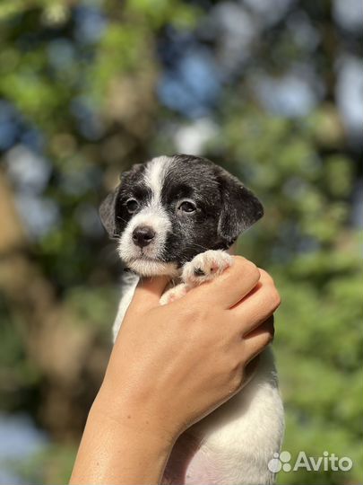 Щенки Джек Рассел терьер с документами