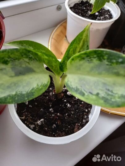 Аглаонема сортовая
