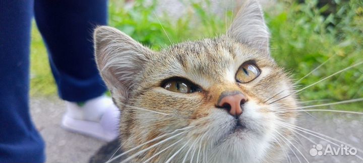 Красивые кошки