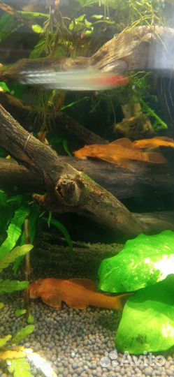 Анциструс золотой