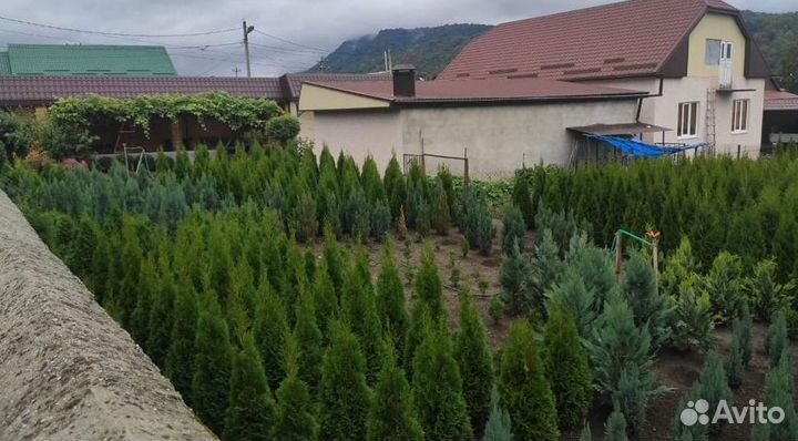 Туя Смарагд