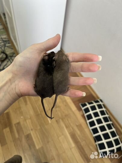 Мышки с клеткой