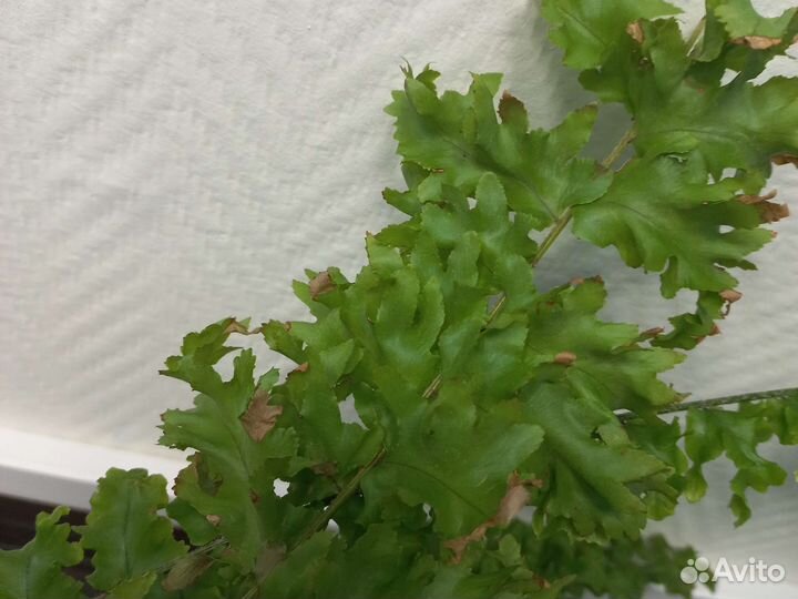 Папоротник для офиса