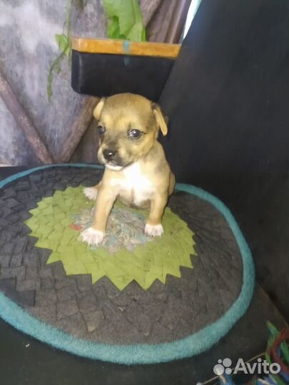 Щенок джек рассел терьер