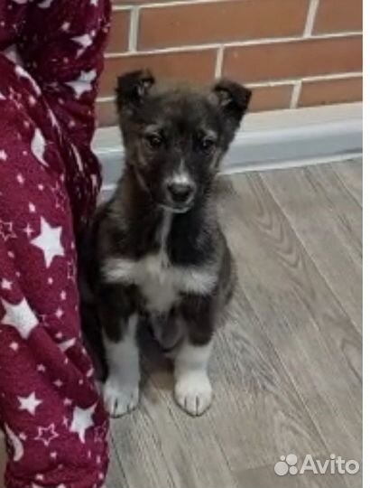 Собаки бесплатно в добрые руки щенки