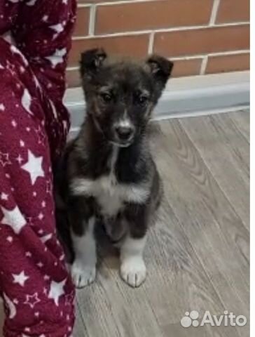 Собаки бесплатно в добрые руки щенки