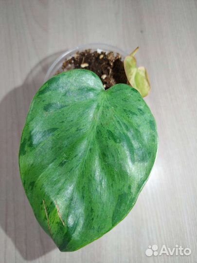 Филодендрон