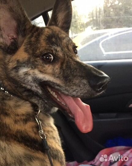 Ищем семью для Тайгера