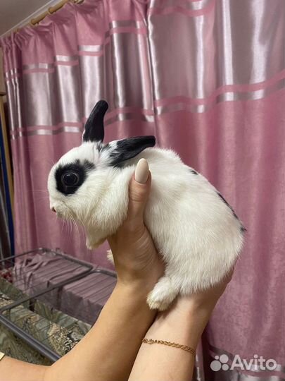 Декоративный кролик самка