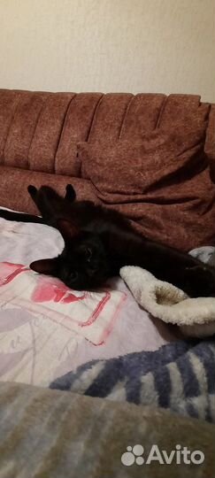 Черная кошка