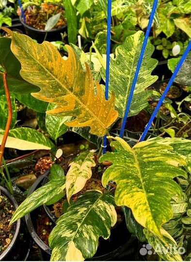 Филодендрон карамель марбл вар