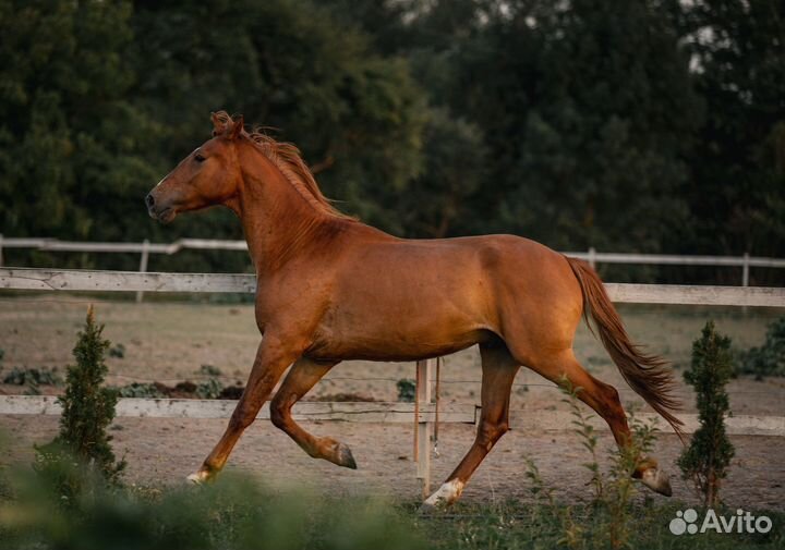 Лошадь на продажу