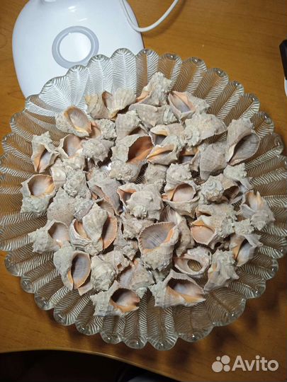 Морские ракушки