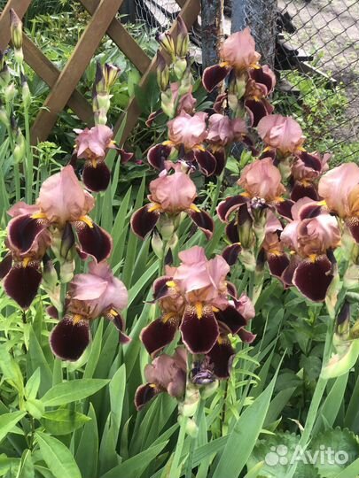 Цветы ирисы