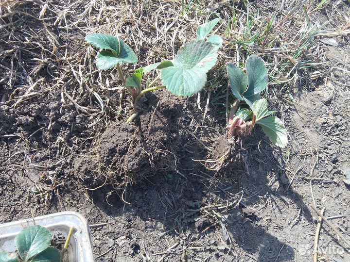 Саженцы клубники