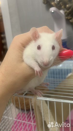 Крыса с клеткой