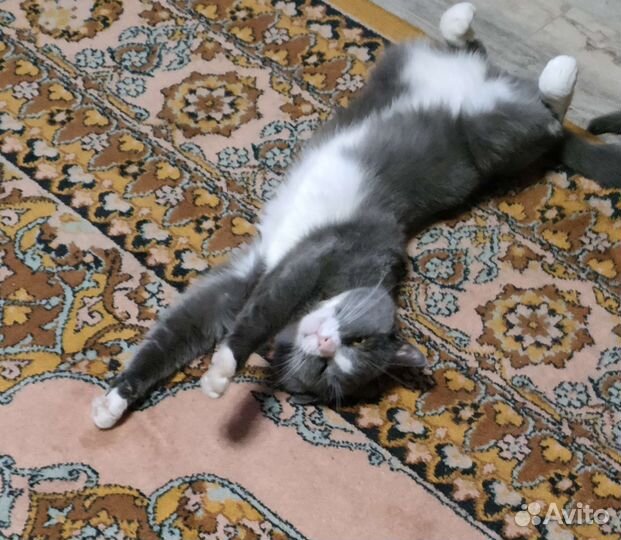 Кот в дар бесплатно