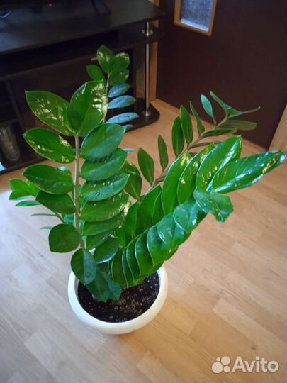 Замиокулькас