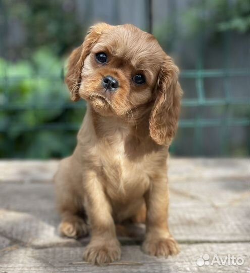 Кавалер кинг чарльз спаниель щенки