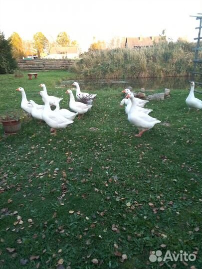 Утка домашняя мясо,гуси
