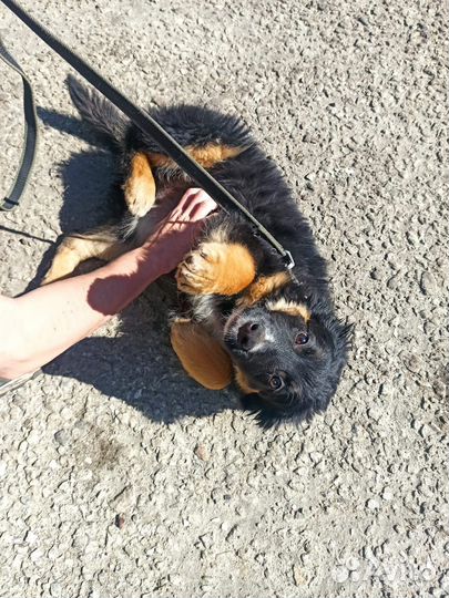 Щенок в добрые руки