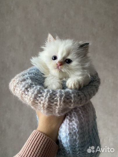 Котенок в добрые руки
