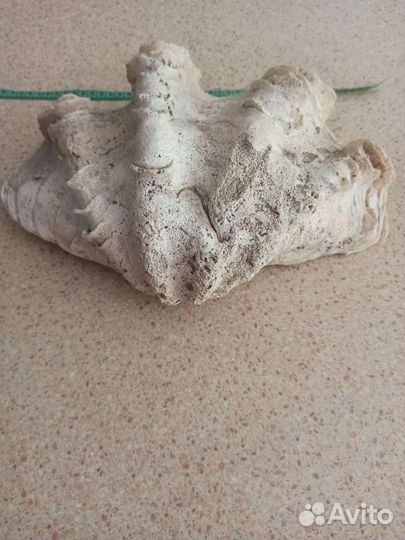 Ракушка из индийского океана