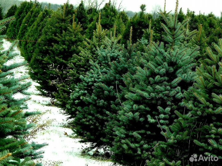 Голубая ель с доставкой