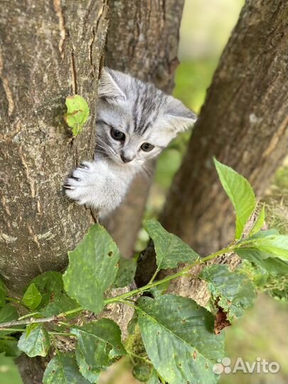 Шотландские котята