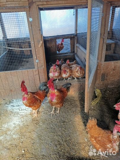 Инкубационное яйцо голошейки