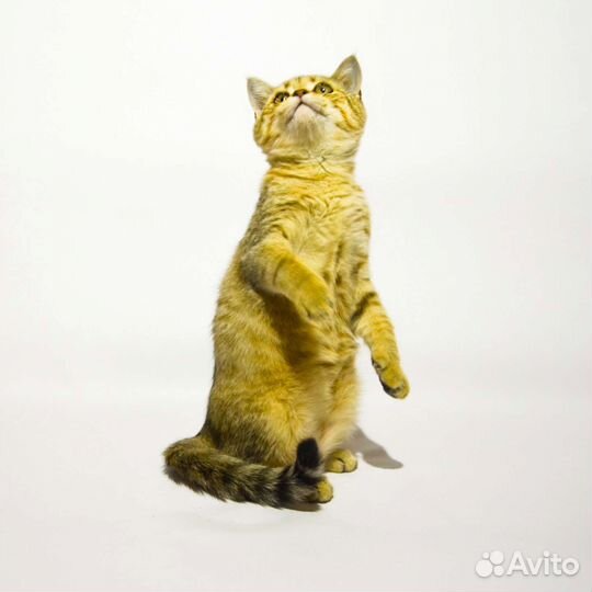 Красавцы с документами