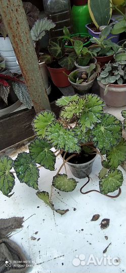 Комнатные растения