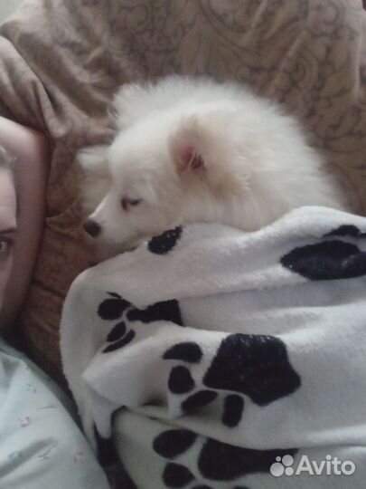 Продаётся собака