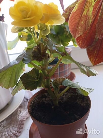 Бегония Элатиор