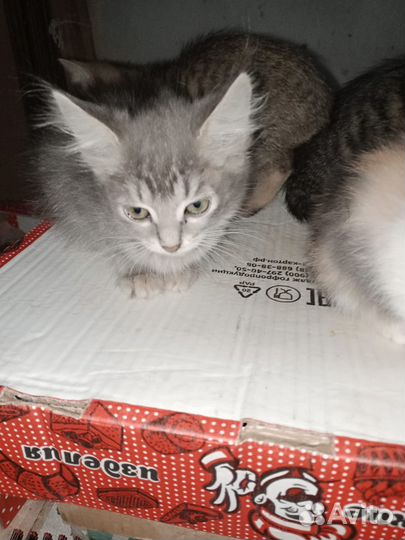 Котята в добрые руки даром